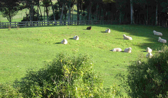 Southerly paddocks photo